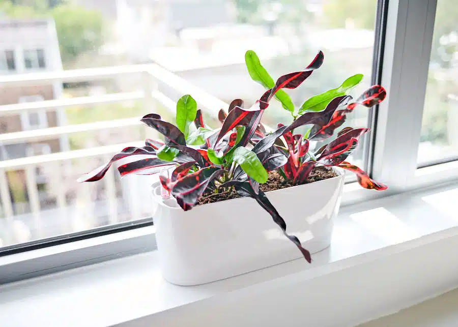 croton plant perfect for east facing windows