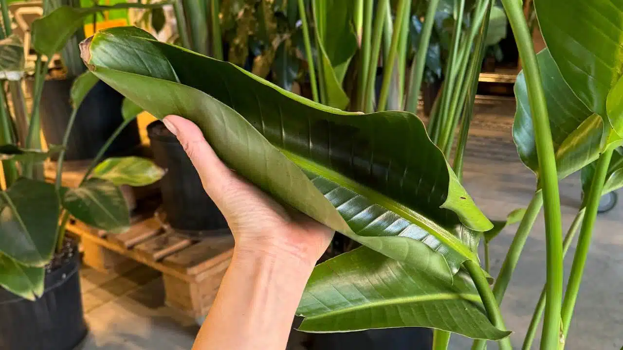 A hand holding a curling leaf of a bird of paradise plant, indicating a possible need for care or adjustment in the plant's environment.