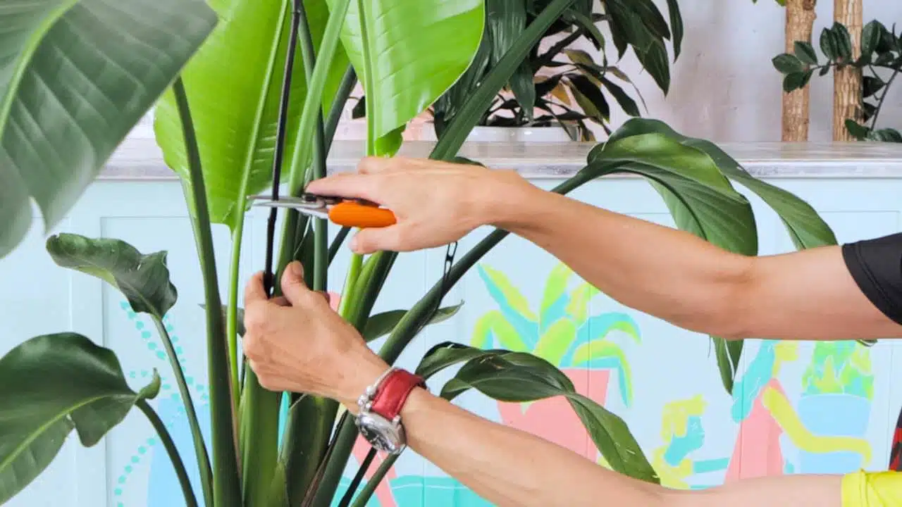 Juliette cutting bamboo stick using orange-handled scissors, with a colorful abstract background.