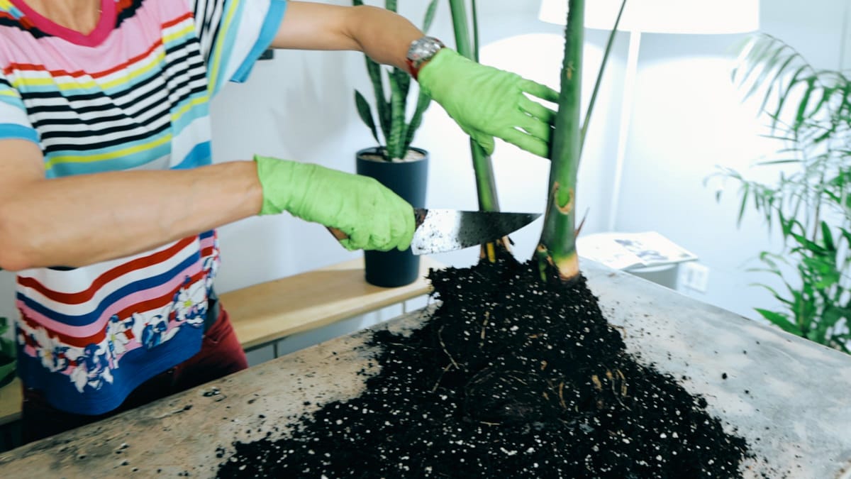 Close-up of Juliette wearing green gloves and a striped shirt, using a sharp knife to cut through the dense root ball of a Bird of Paradise plant, with potting soil scattered on the table surface.