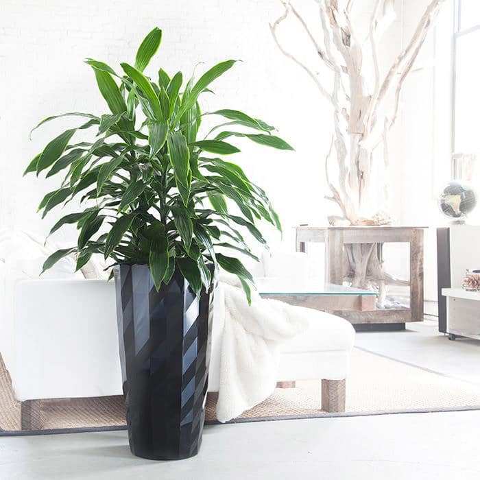 Dracaena Art Plant