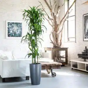 Image of Dracaena Lisa plant potted in Lechuza Rondo charcoal planter and placed in the middle of NYC loft