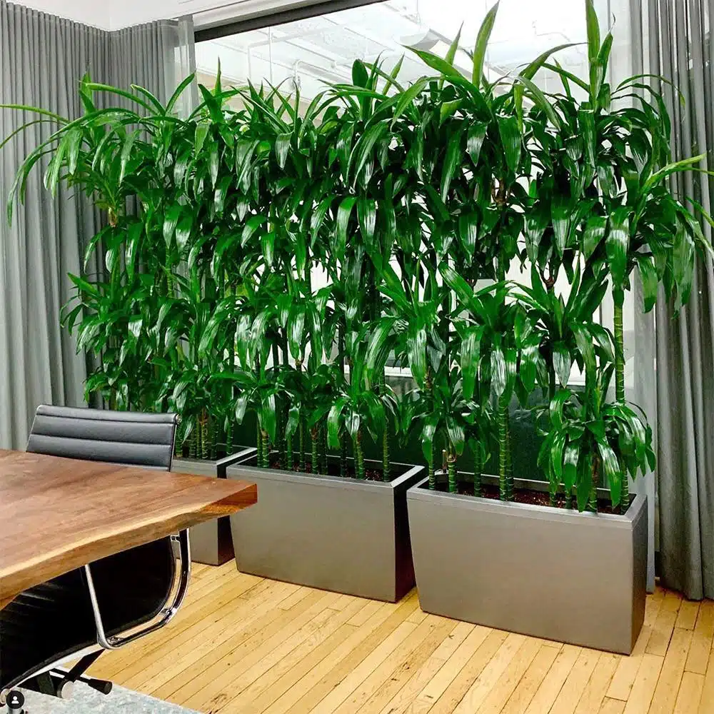 Image of a large plant arrangement with Dracaena Lisa plants in low light conference room