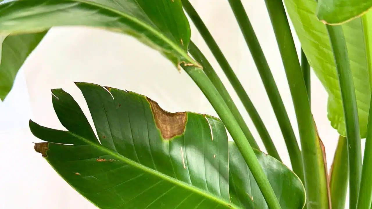 A bird of paradise leaf with dry brown patches, possibly indicating a need for increased humidity or water.