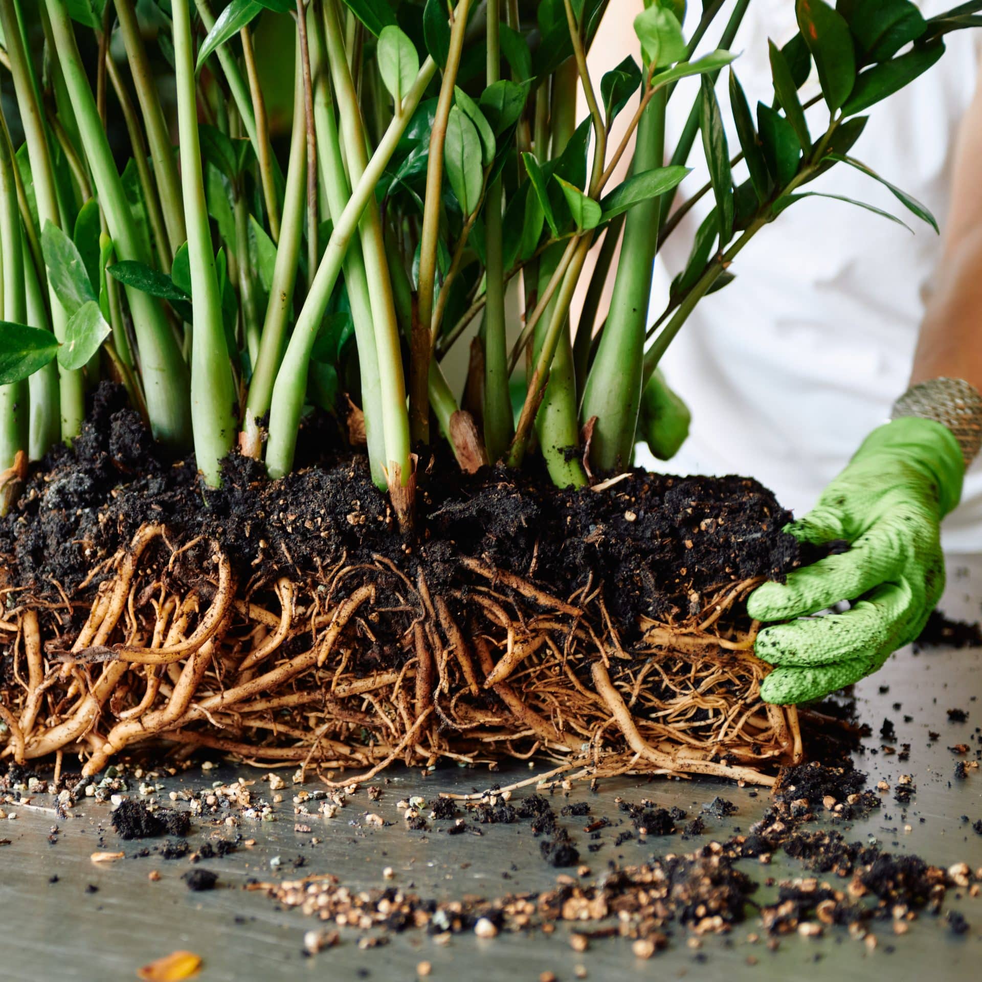 Close-up of a ZZ plant's root system being examined by Juliette wearing green gardening gloves. The image shows thick, tangled roots and moist soil, with Juliette's hand gently touching the roots. Stems and leaves of the plant stretch upward, partially visible in the frame.