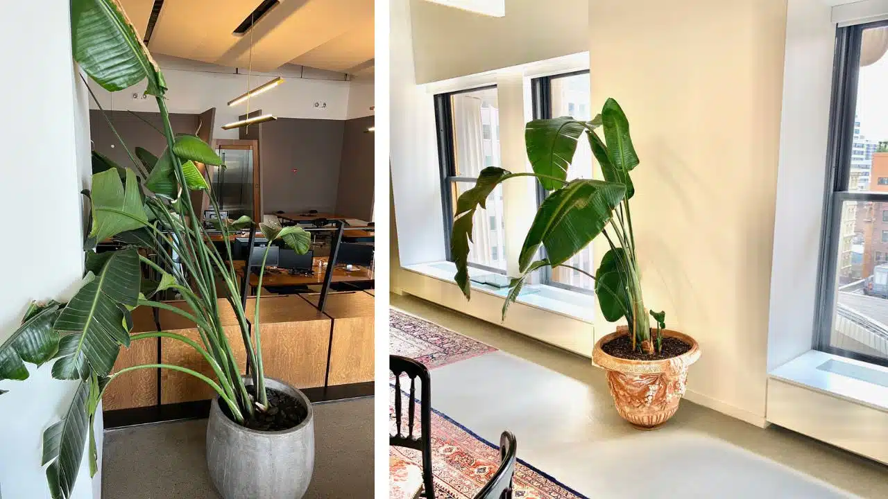 Two images side by side: on the left, a Bird of Paradise plant with bending stems in a concrete pot inside an office, and on the right, a healthier looking Bird of Paradise in a terracotta pot by a bright window in a room with a view of buildings outside.