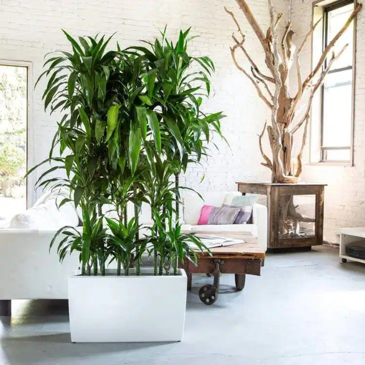 Image of extra large plant arrangement in beautiful open space