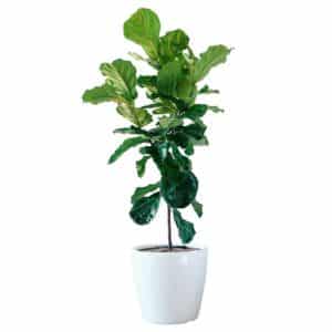 Image of Fiddle Leaf Fig potted in Lechuza Classico 50 white planter