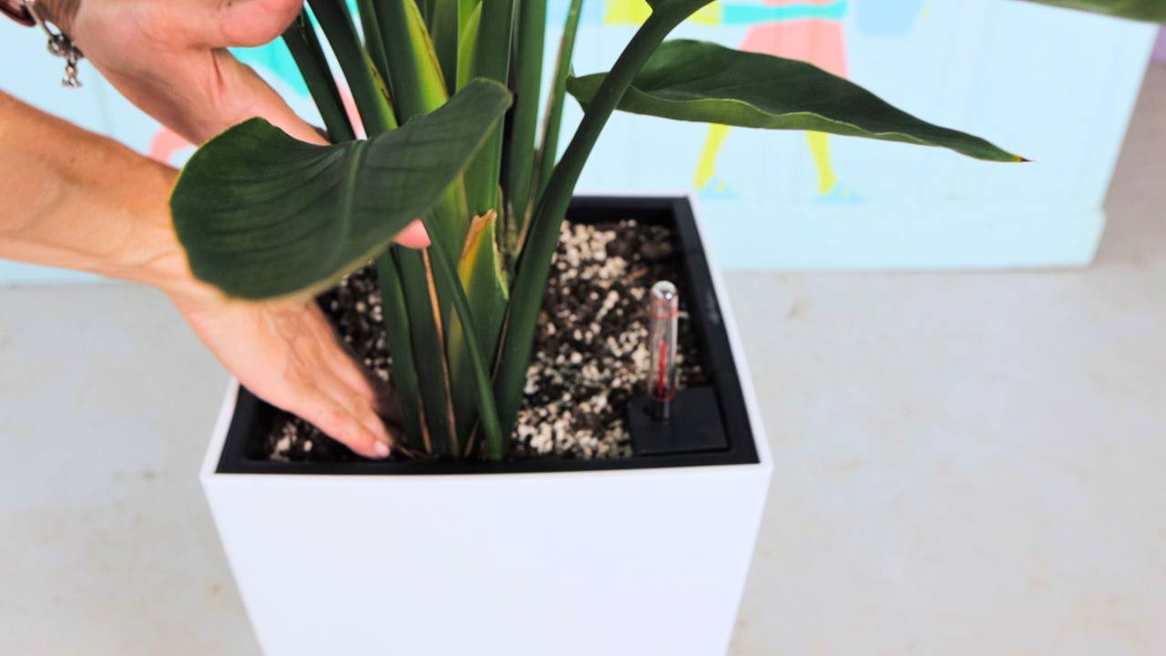 Juliette hands pressing potting mix around the base of a Bird of Paradise plant in a white square pot, with a colorful background.