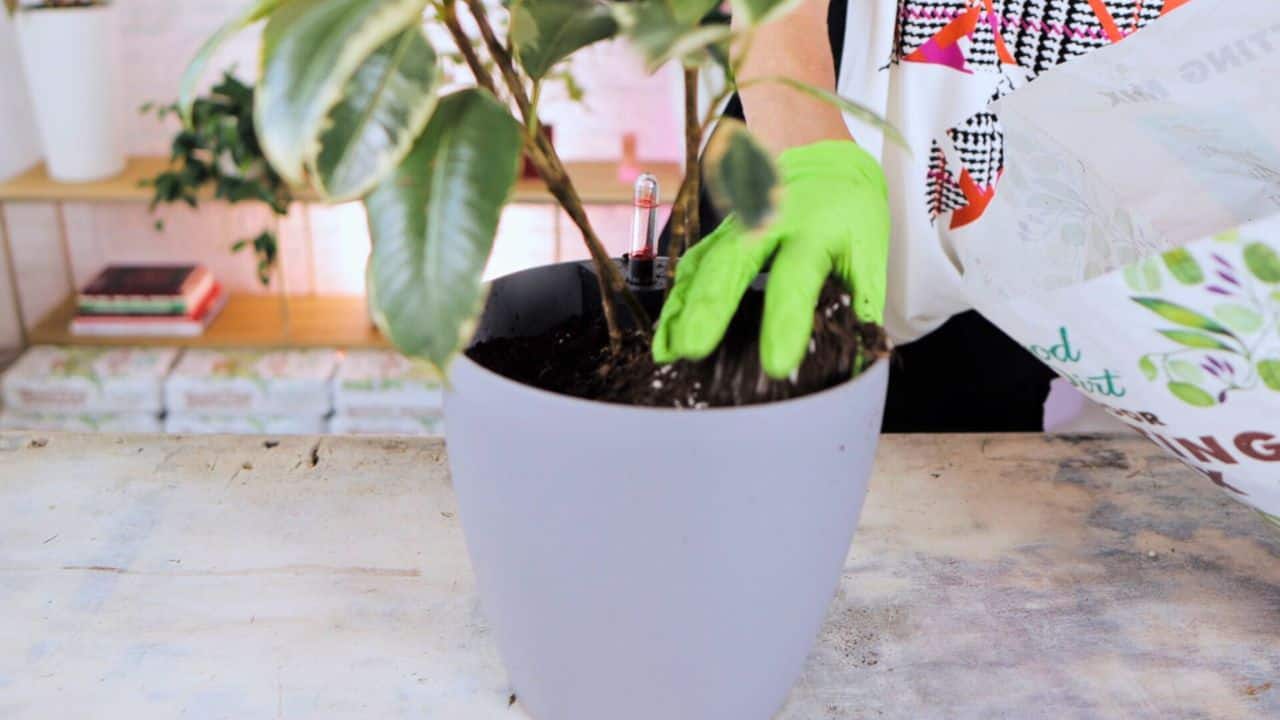Juliette's gloved hand is shown removing the top layer of soil from a potted plant to address a light gnat infestation, with a bag of fresh potting mix ready to replenish the container.
