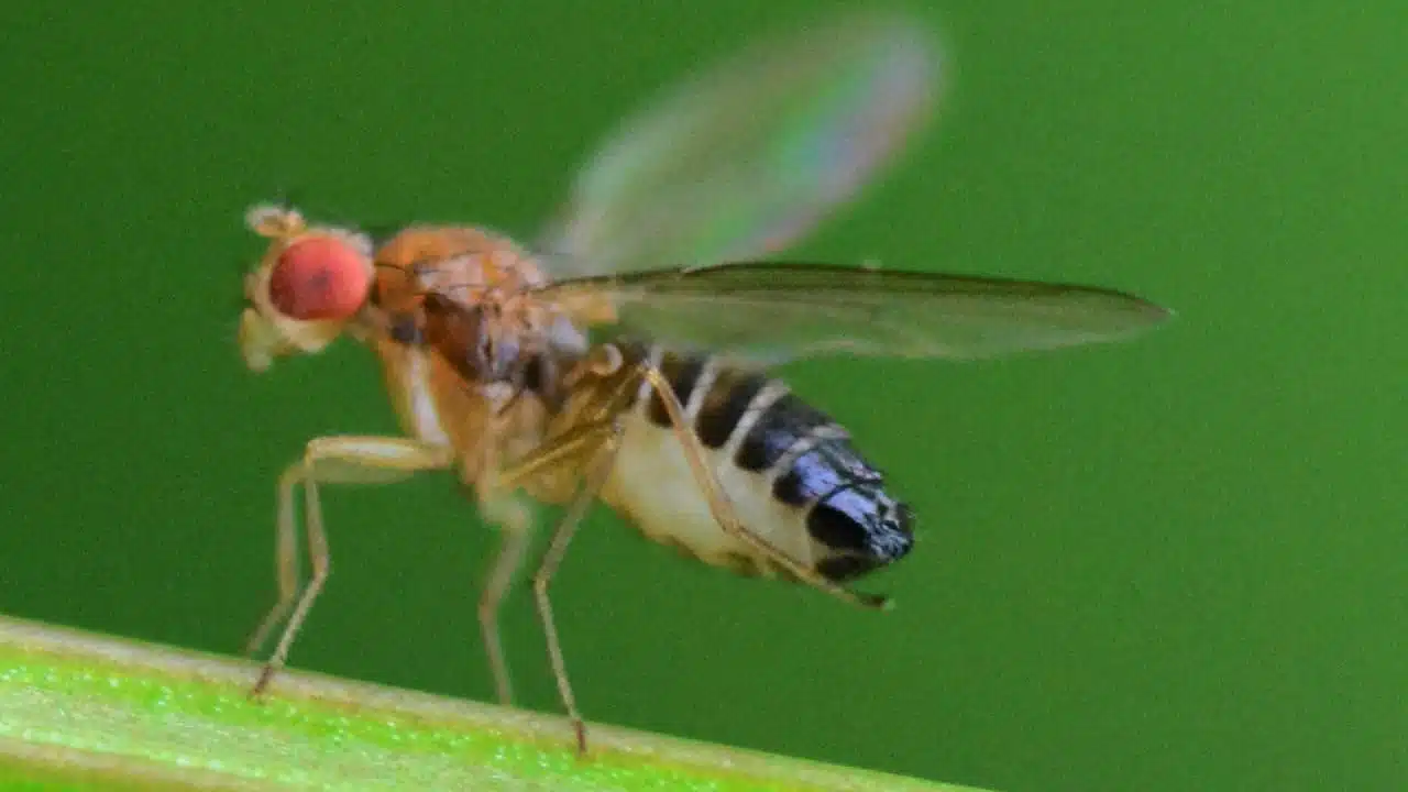 A macro shot of a fruit fly perched on a plant stem, with its distinctive red eyes and banded abdomen clearly visible against a vibrant green background.