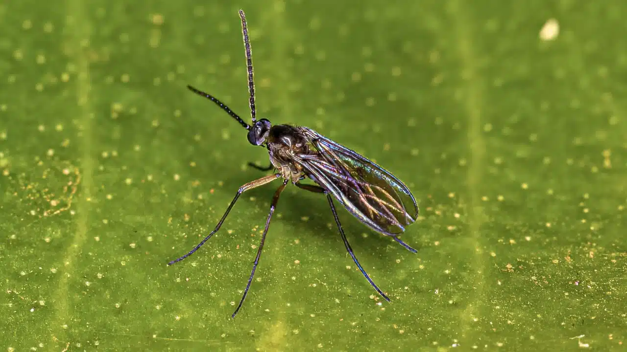 Macro shot of a fungus gnat with iridescent wings delicately positioned on a vibrant green leaf surface speckled with tiny particles, highlighting the insect's delicate form and intricate details.