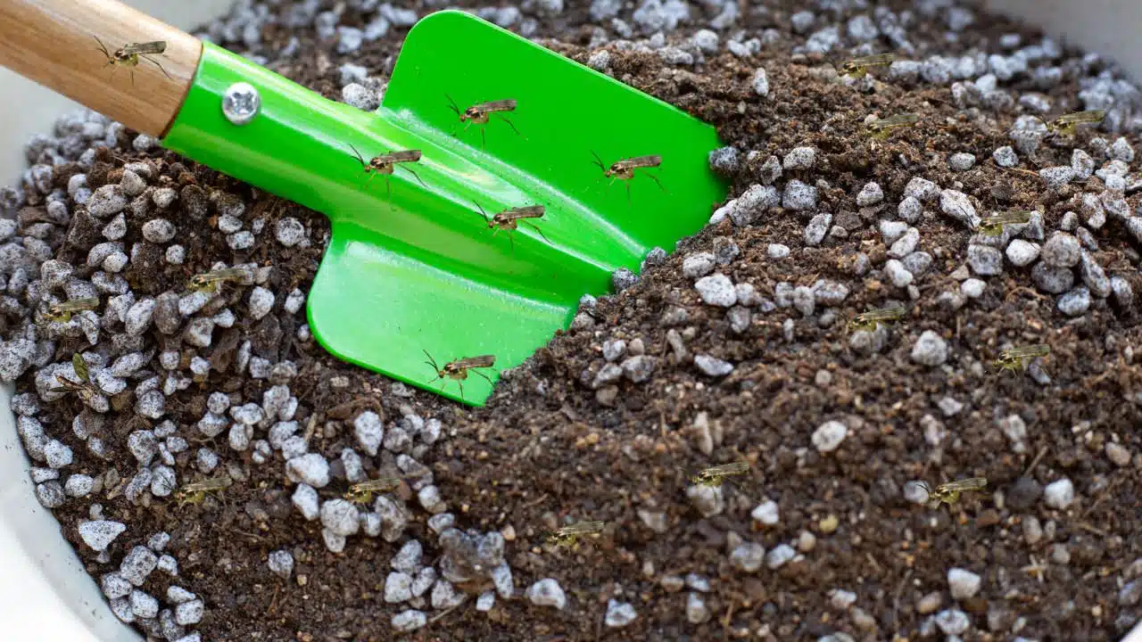 Numerous fungus gnats congregating on moist soil and a bright green gardening trowel, indicating an infestation in the houseplant soil.