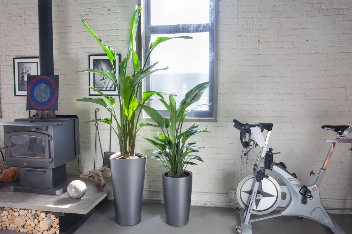 Two healthy bird of paradise plants in sleek grey pots in an eclectic room with a wood stove, exercise bike, and white-painted brick walls.