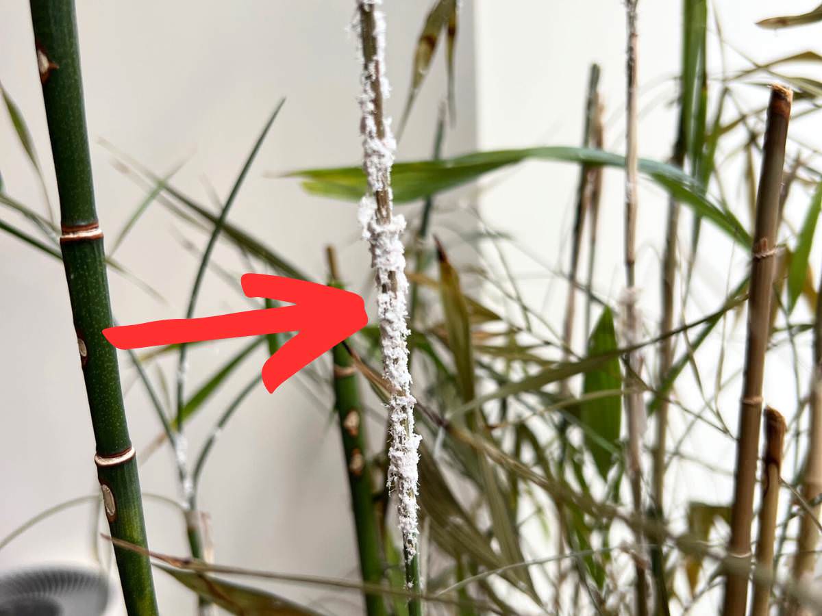 Bamboo palm stems infested with Mealybugs