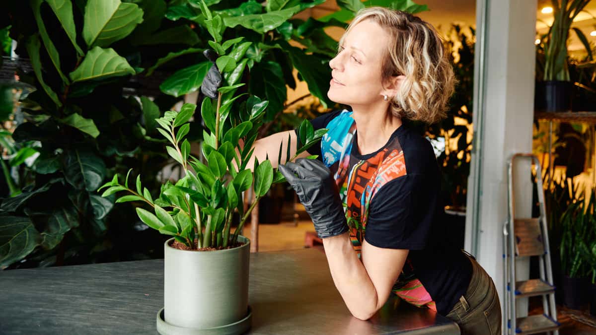 How to care for ZZ plant guide