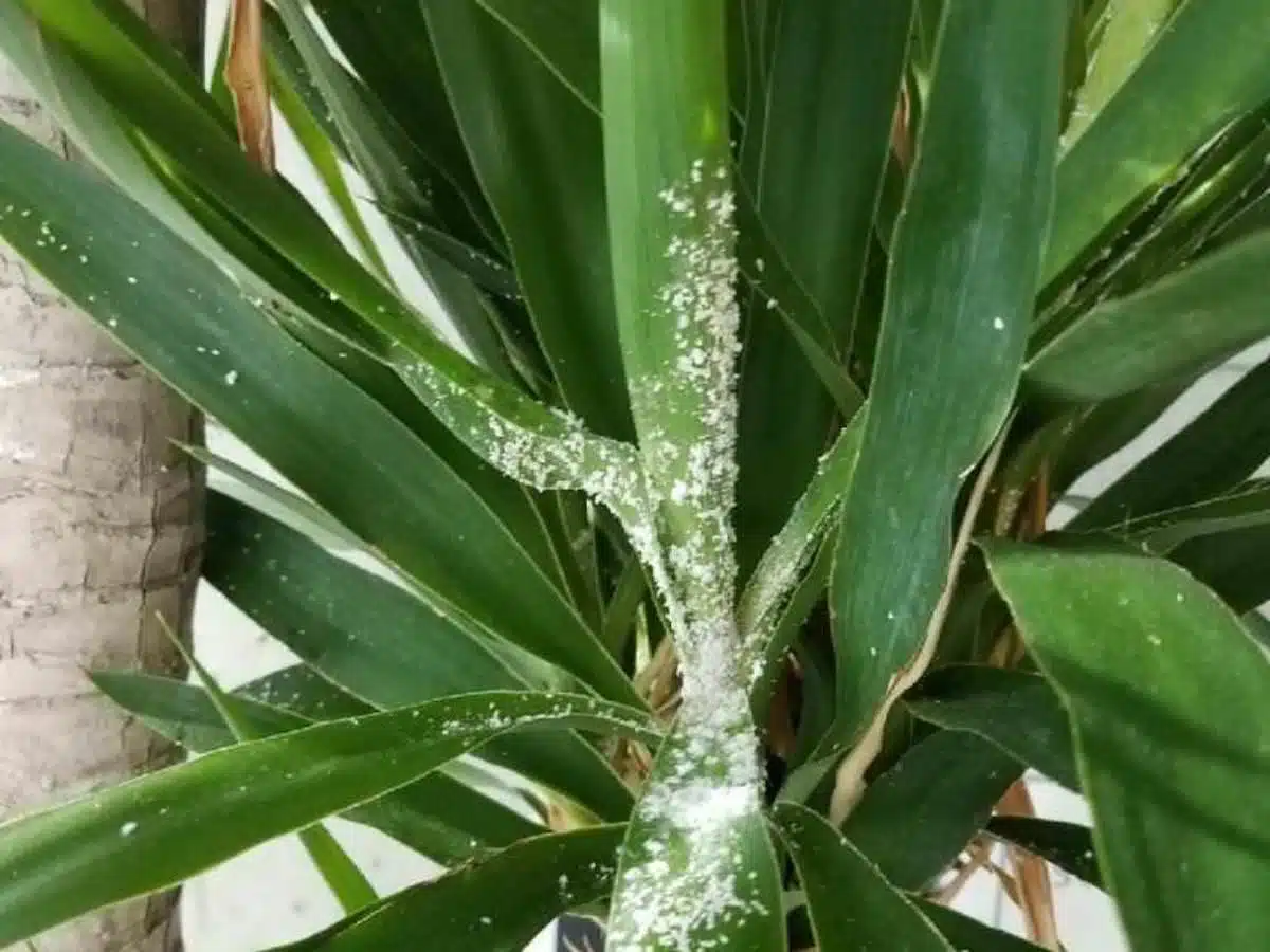 Yucca plant with heavy mealybugs infestation