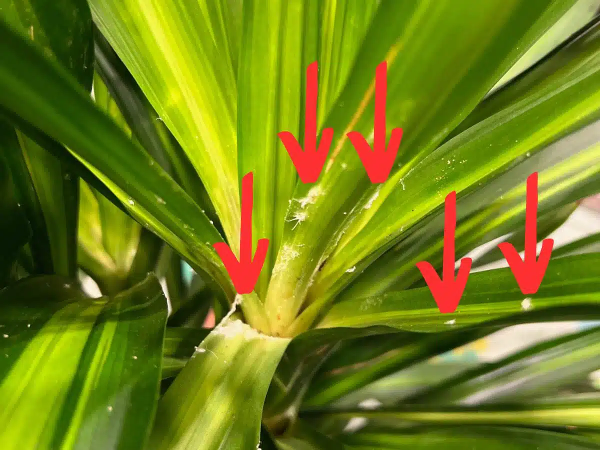 Corn plant infested with Mealybugs