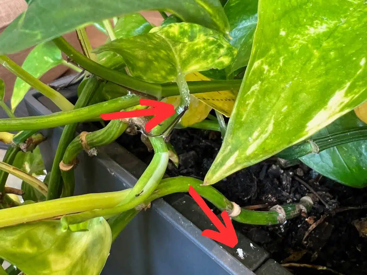 Pothos plant infested with Mealybugs
