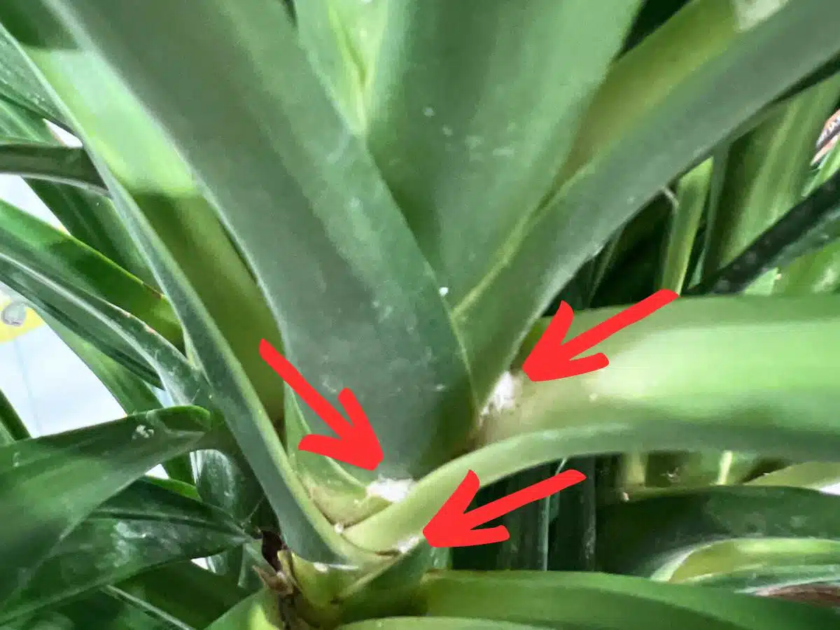 how to get rid of mealybugs on plants