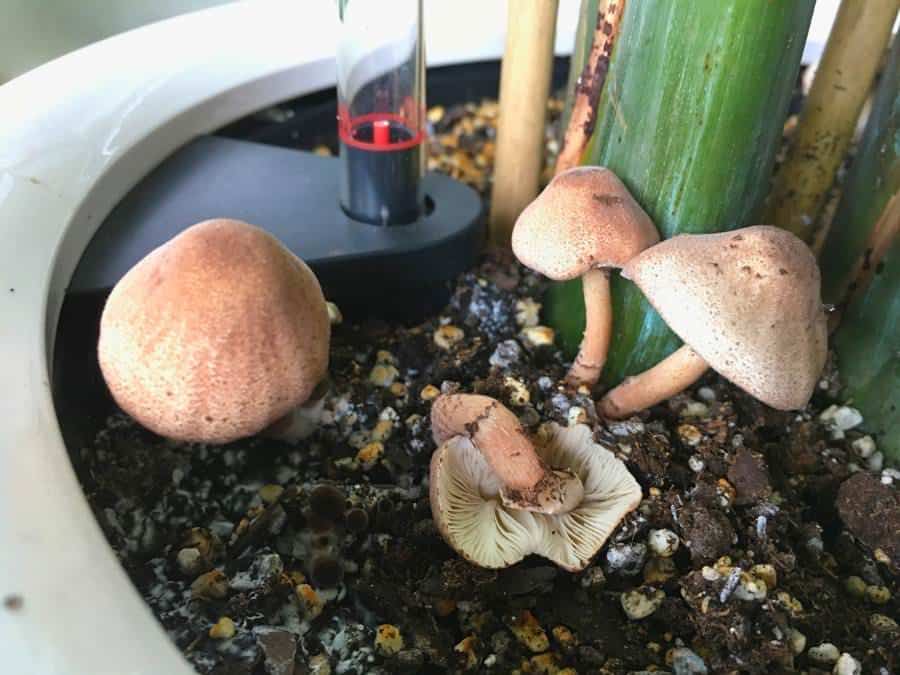 Mushrooms growing in the soil of a potted plant, featuring a mix of mature and young fungi with brown caps and a white gilled mushroom toppled over.