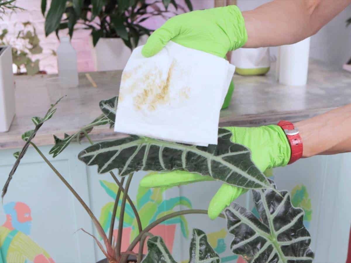 how to get rid of spider mites treatment 2