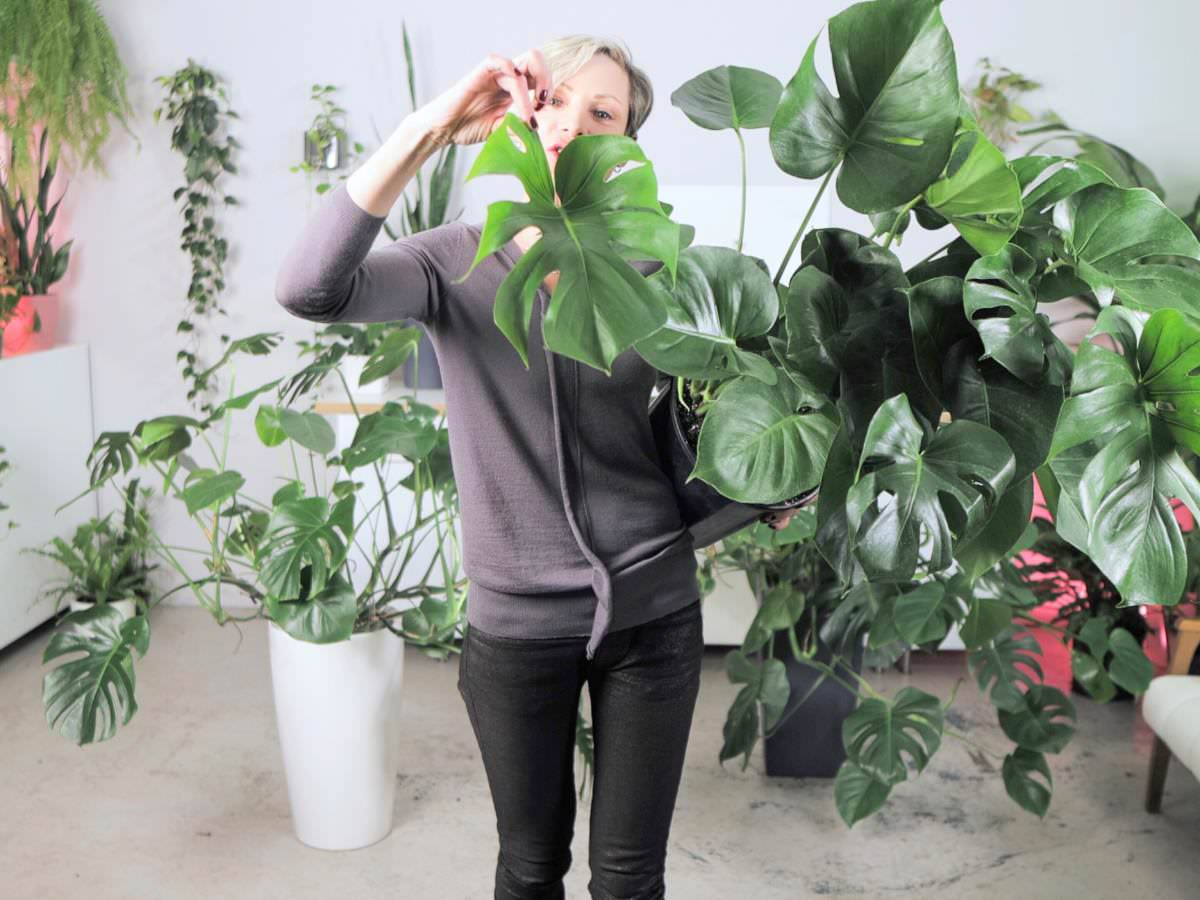 Monstera Deliciosa plant leaves