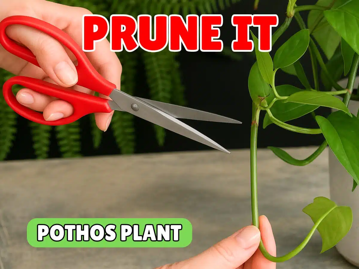 Pruning pothos plant with red scissors for healthy growth.