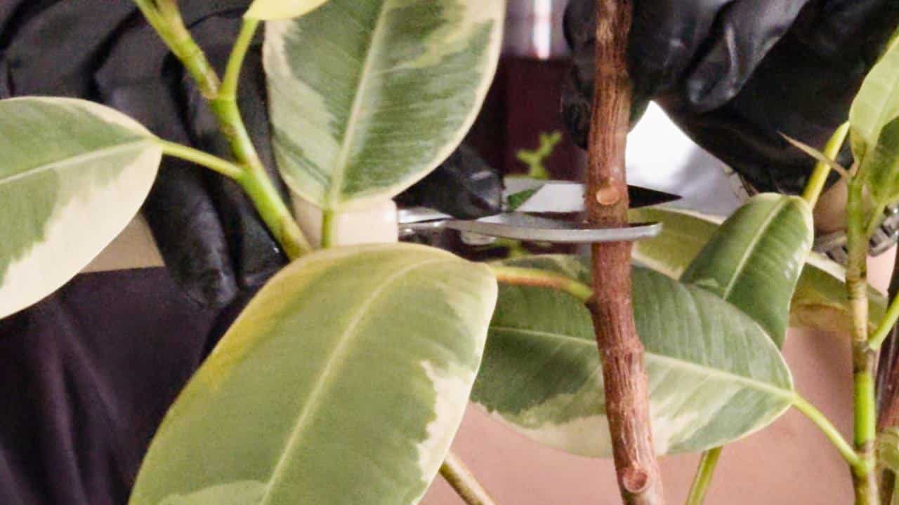 How To Prune A Rubber Plant 🔪🌱