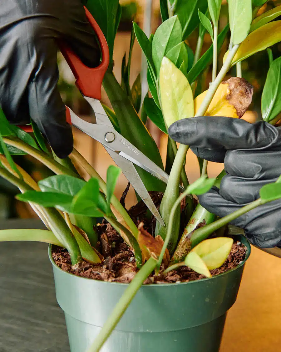 A person wearing black gloves using scissors to demonstrate how to prune ZZ plant by cutting a stem near the base in a green pot.