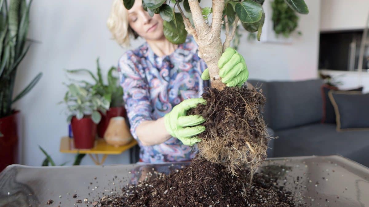 Woman repotting houseplant at home, indoor gardening, rootball in focus with green gloves