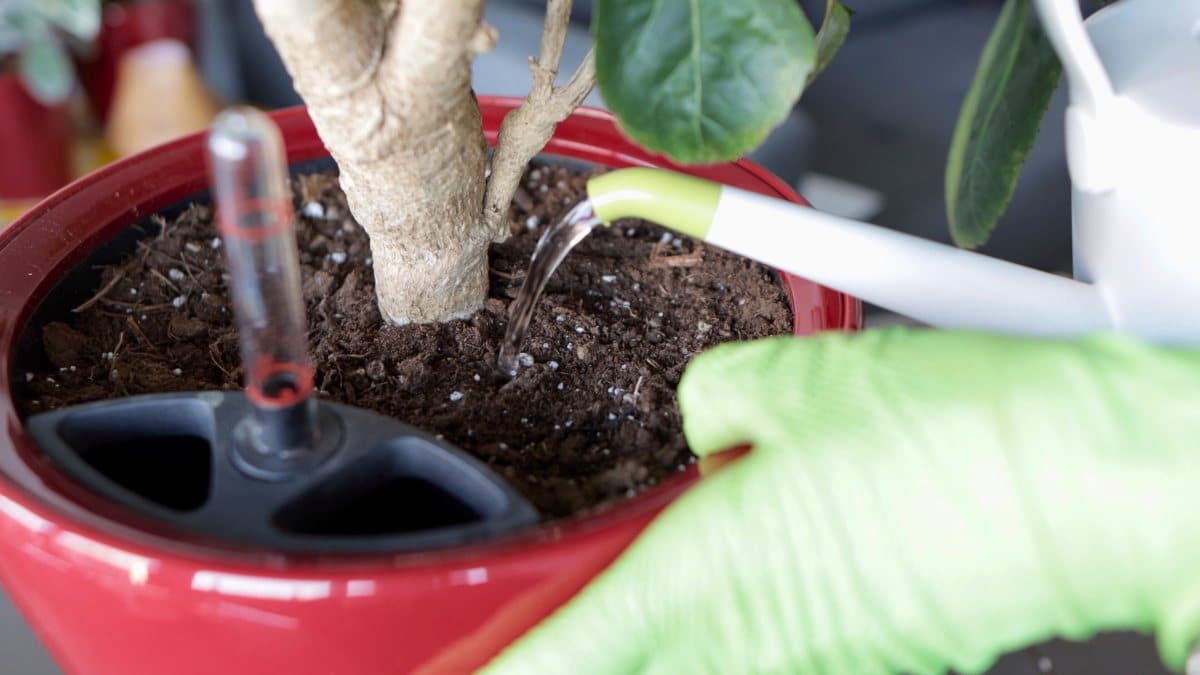 Watering indoor potted plant with moisture meter in red pot to ensure proper plant care and watering techniques