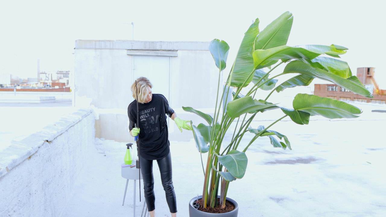 Juliette trying to figure out how to straighten Bird of Paradise plant on a rooftop, with an urban backdrop and a clear sky.