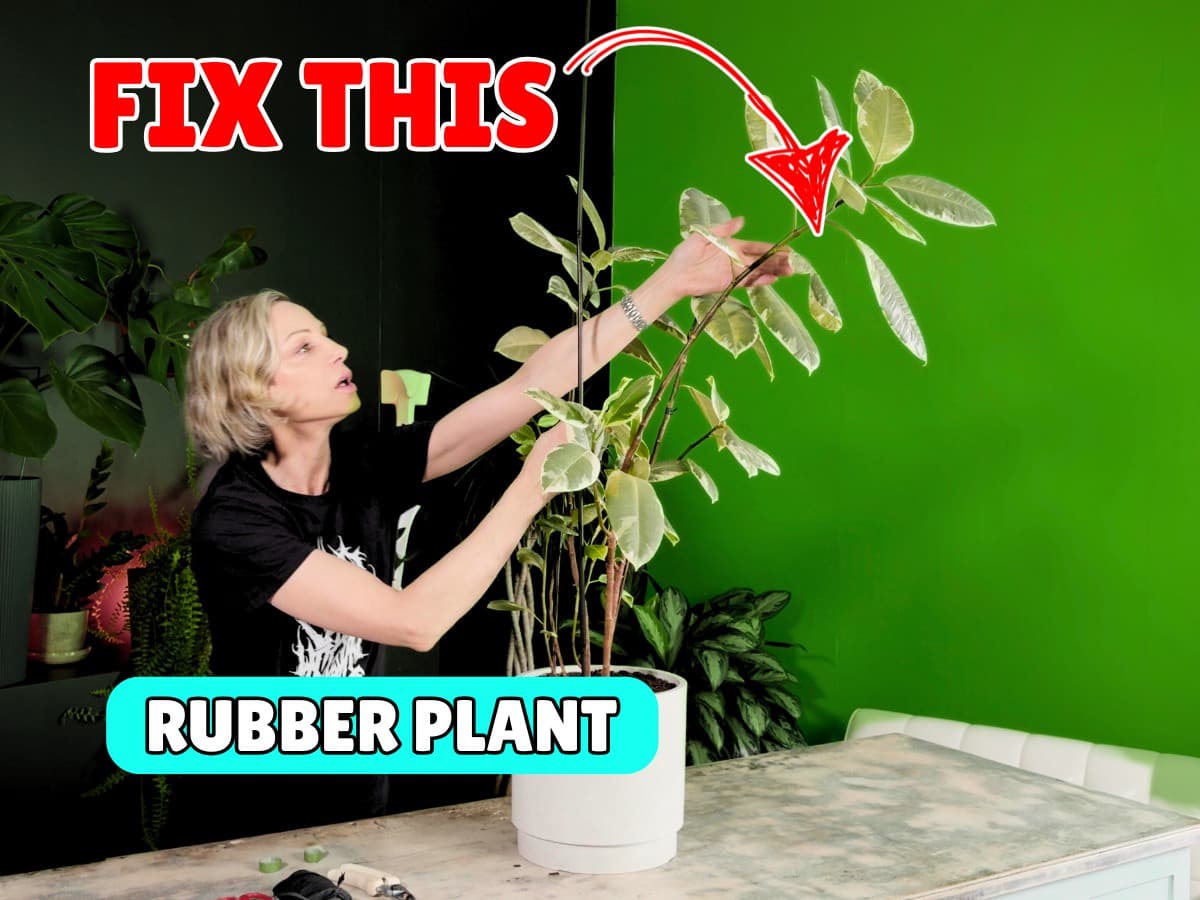 A woman wearing a black shirt is carefully inspecting and adjusting the leaves of a potted plant in a modern, brightly colored studio with a vibrant green background. Various other indoor plants can be seen in pots around her, showcasing a lush indoor gardening environment. The scene highlights eco-friendly living and plant care techniques.
