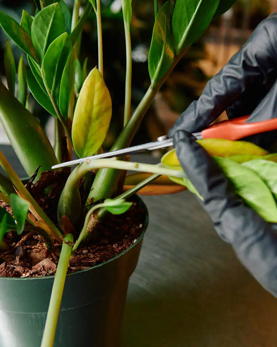 A person wearing black gloves using scissors to demonstrate how to trim ZZ plant by removing a yellowing leaf.