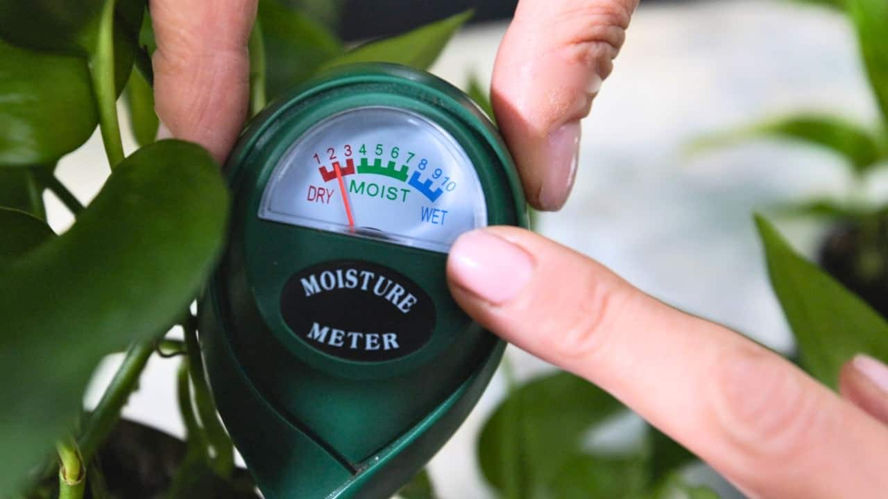 Close-up of a soil moisture meter showing dry reading next to a pothos plant, demonstrating how to water pothos plant properly using a moisture meter.