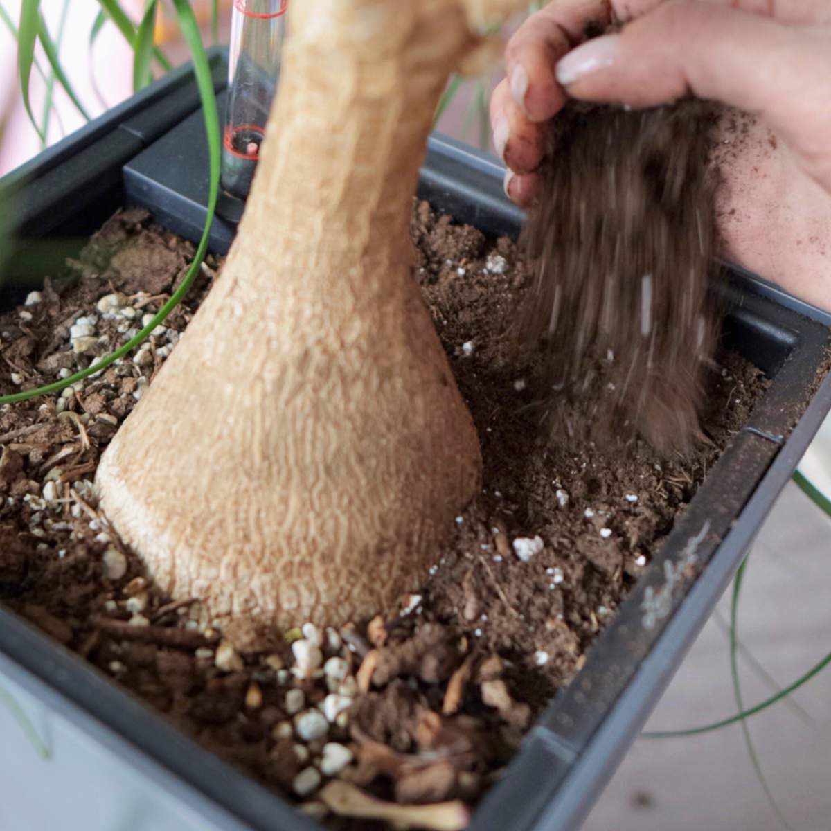 Close-up of a person repotting a large plant with an intricate root system, adding fresh soil to the pot for healthy plant growth.
