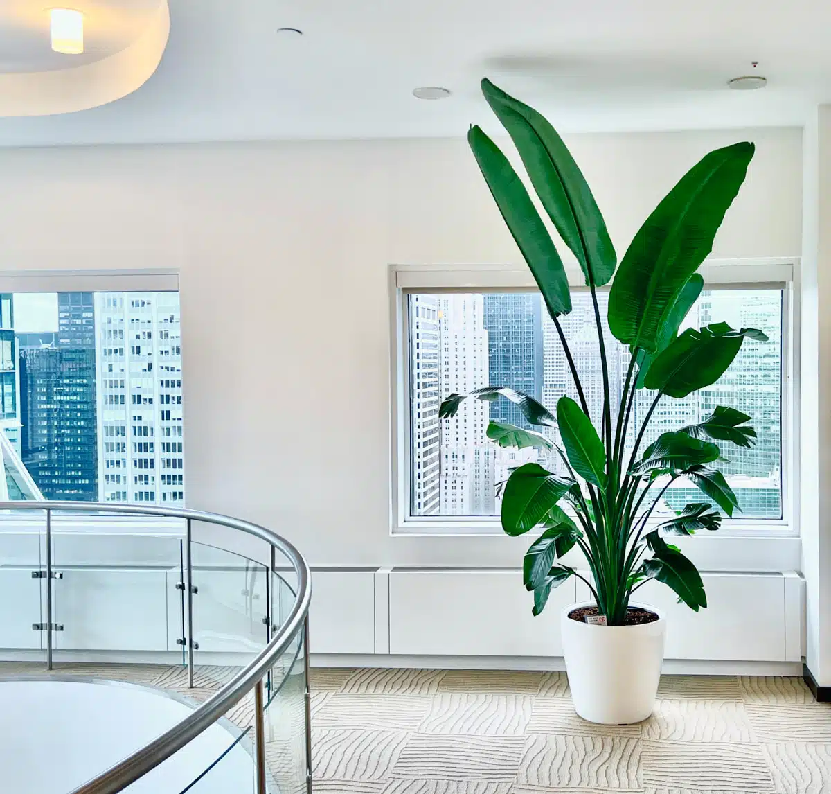 A tall Bird of Paradise plant with vibrant green leaves in a white pot, positioned in a well-lit room with large windows showcasing a cityscape, creating a serene indoor oasis in an urban setting.