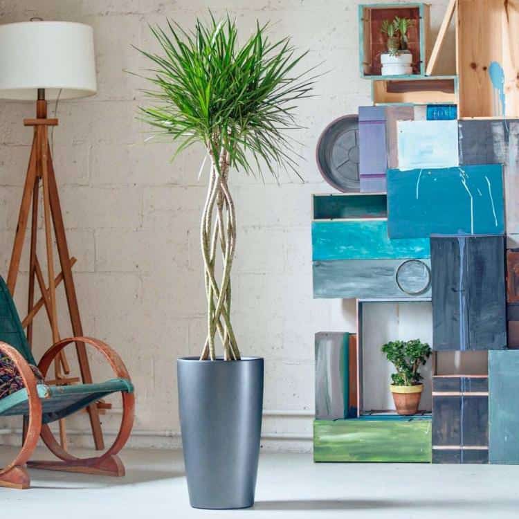 Image of Dracaena Marginata large plant potted in Lechuza planter and placed in the middle of modern space
