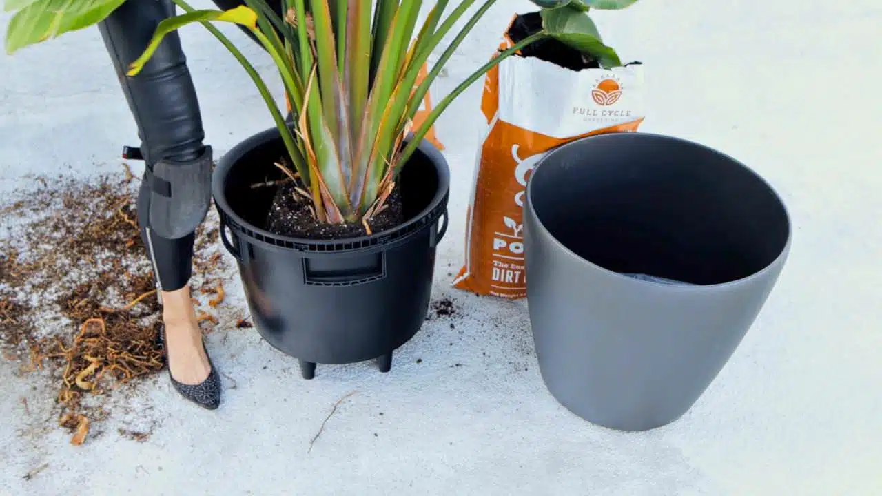 A bird of paradise plant next to an empty Lechuza self-watering planter, with a bag of potting mix on the side, preparing for repotting.