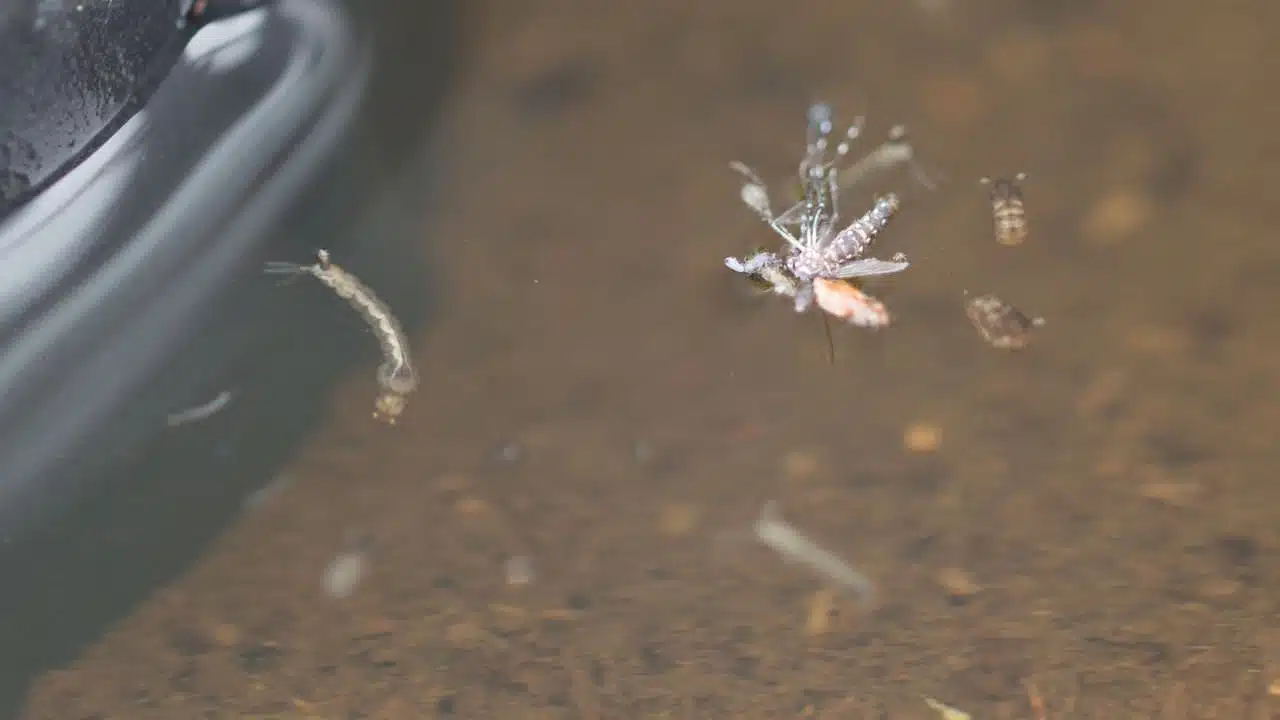 Close-up of a fungus gnat life cycle in a water tray, showing various stages from larvae to adult, with a clear focus on the gnat's delicate structure and the murky water environment that supports their development