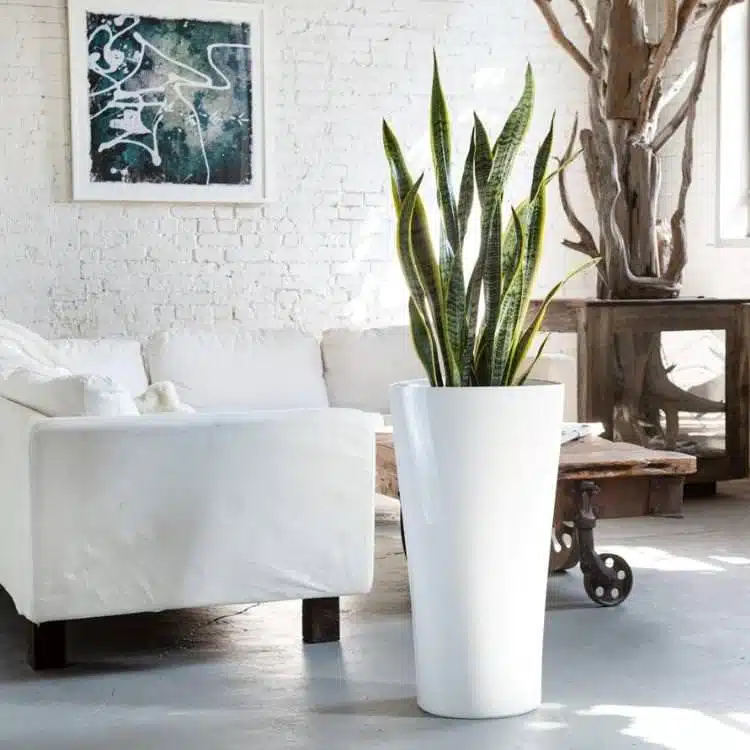 Image of Sansevieria plant potted in Lechuza Delta planter and placed by white couch