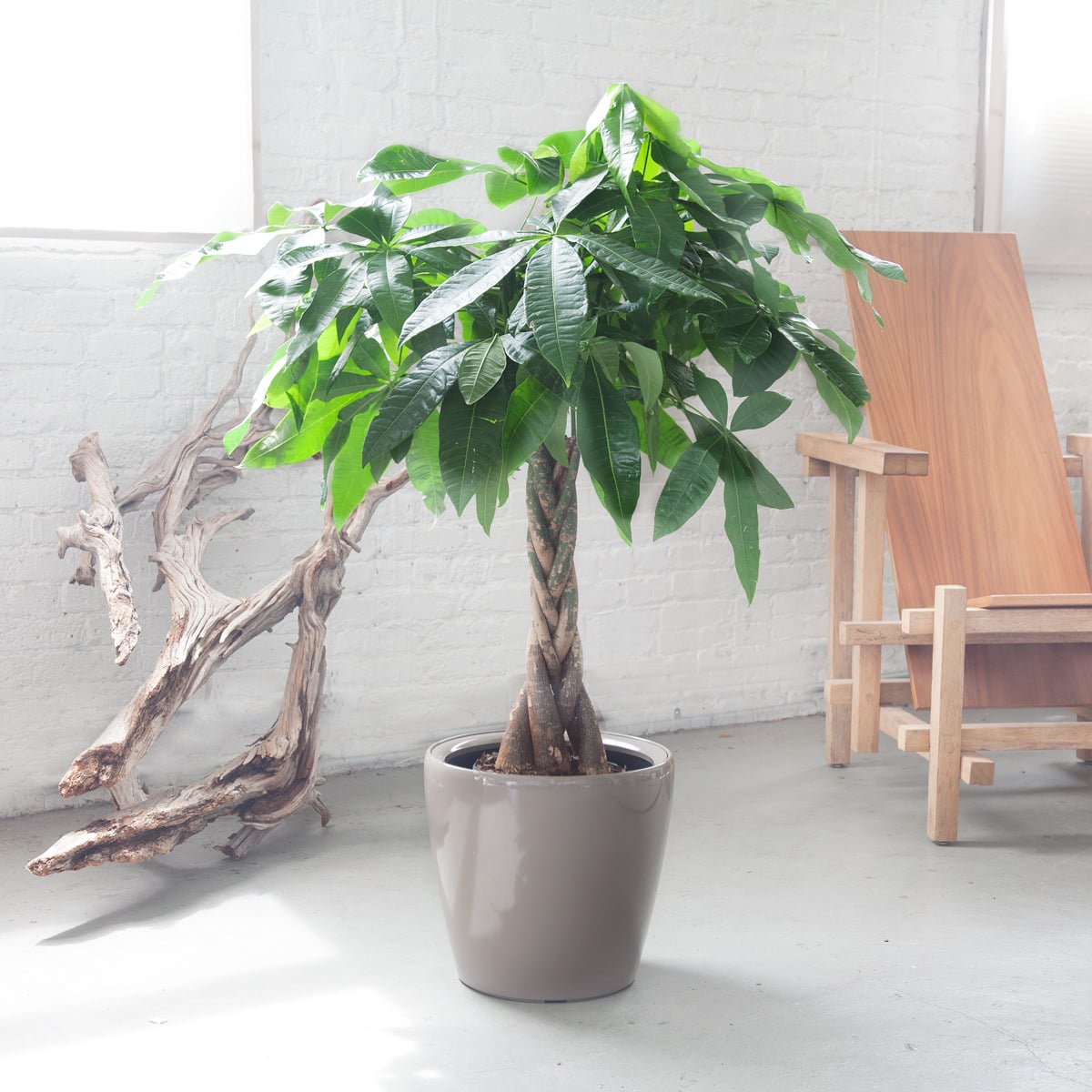 Potted money tree, a beautiful option among low light plants, placed next to a wooden bench and decorative driftwood in a bright room with a white brick wall.