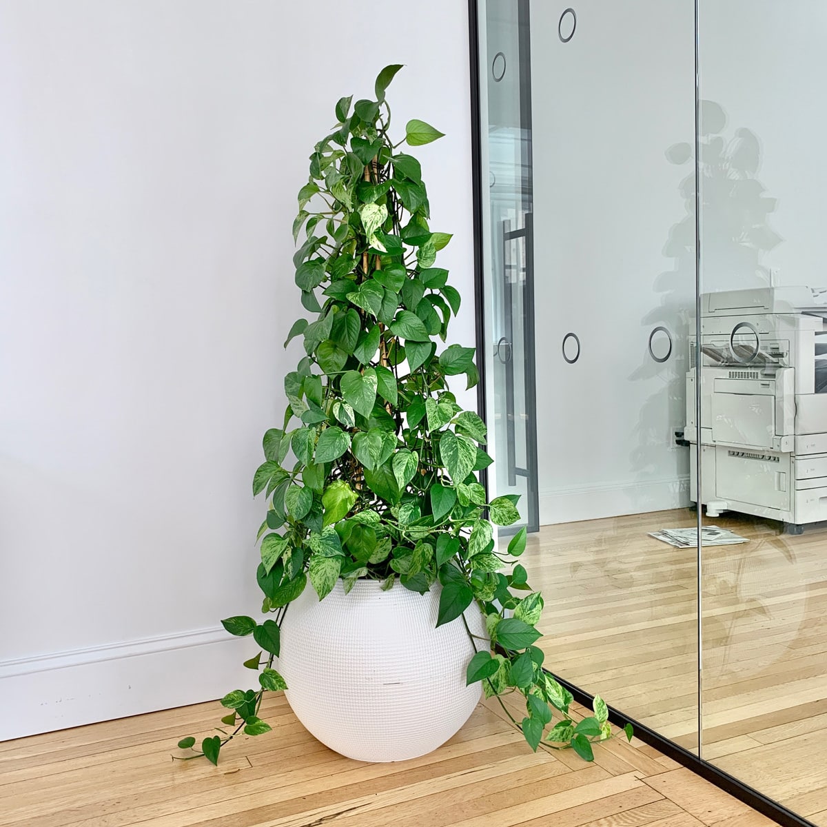 Indoor green pothos plant, a favorite among low light plants, in a modern white office space with wooden floors and glass walls.