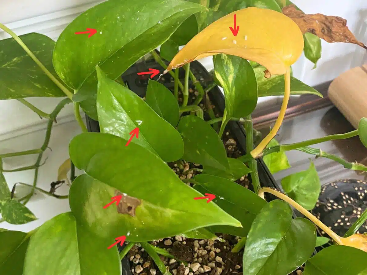 pothos plant with mealybugs