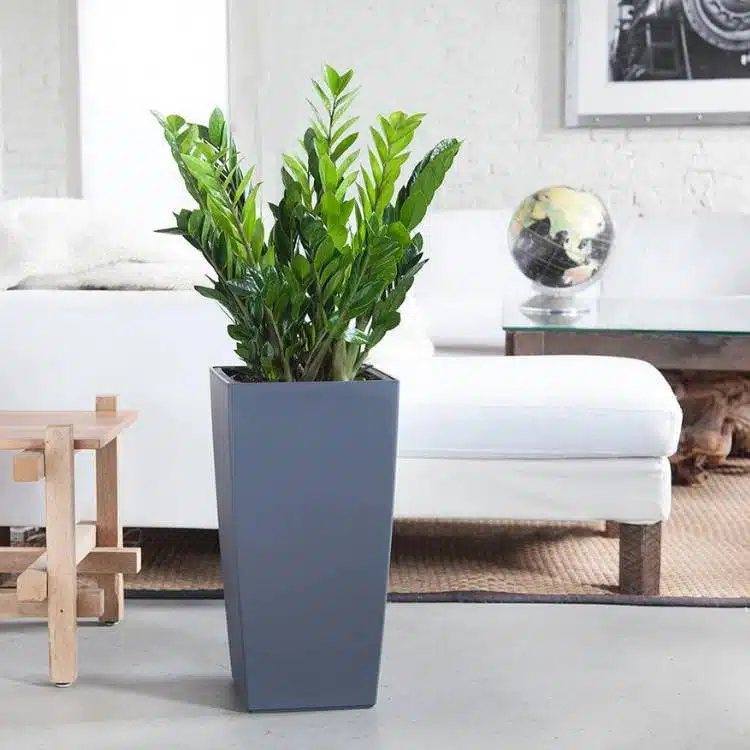 Image of ZZ plant potted in Lechuza Cubico planter placed in the middle of the room next to white couch