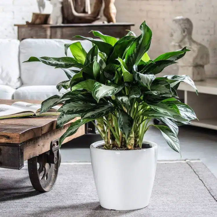 Beautiful medium size Aglaonema plant potted in Lechuza Classico planter and placed next to the wooden table.