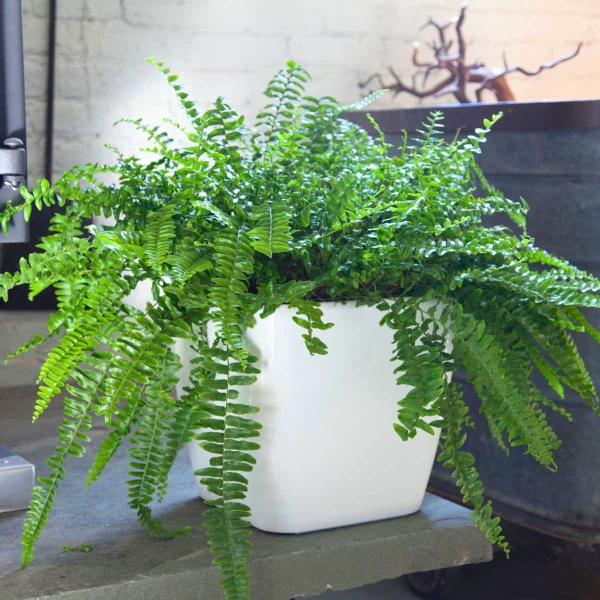 Lush Boston fern in a white pot on a garden bench with rustic background