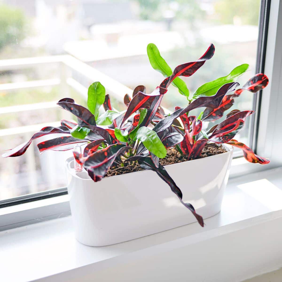 Vibrant red and green Croton plant in a white planter on a windowsill with natural light for indoor garden decor ideas