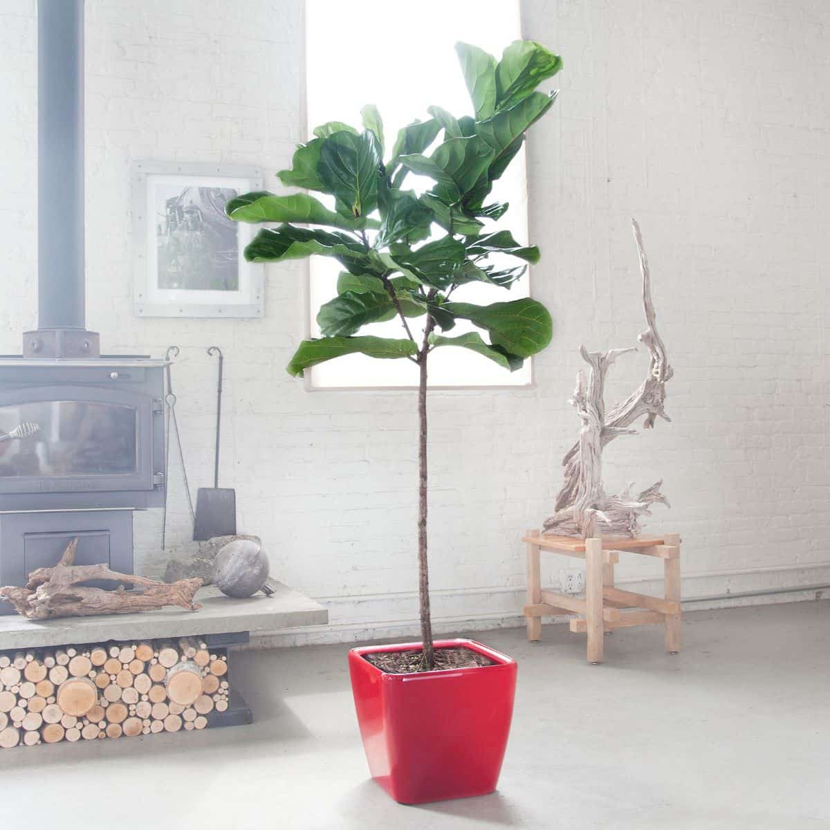 Indoor fiddle leaf fig tree in stylish red planter with modern home decor and wood stove background